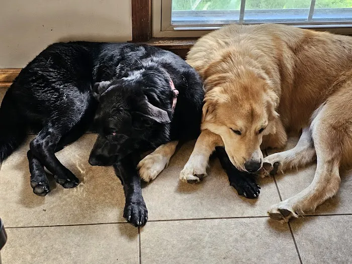 Sunflower Animal Hospital Picture 4