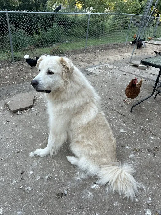 Family Pet Hospital Of Shawnee Picture 3