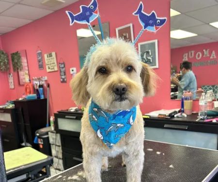 Family Pet Hospital Of Shawnee