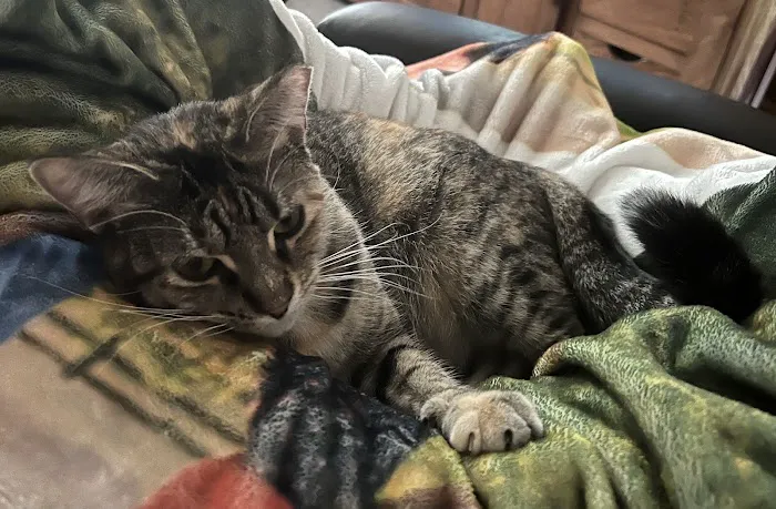 Family Pet Hospital Of Shawnee Picture 5