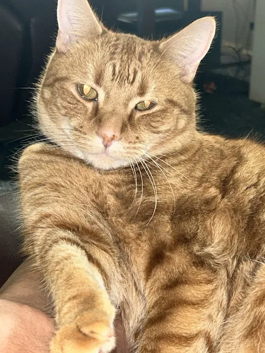 Family Pet Hospital Of Shawnee Picture 6