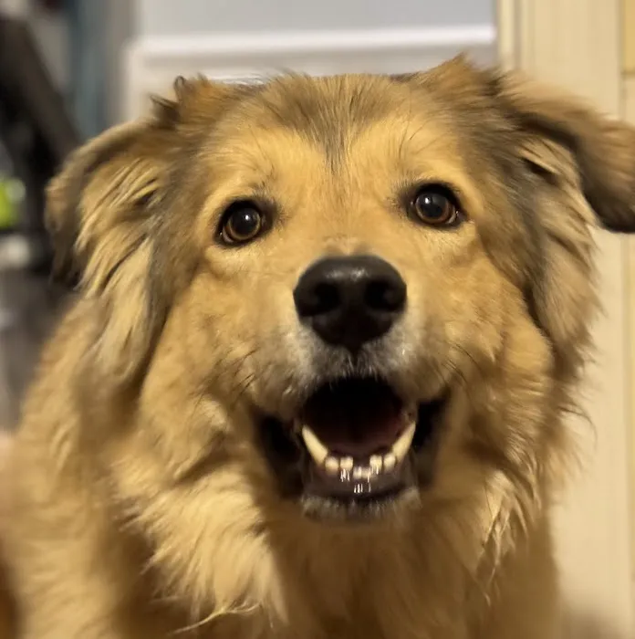 Family Pet Hospital Of Shawnee Picture 9