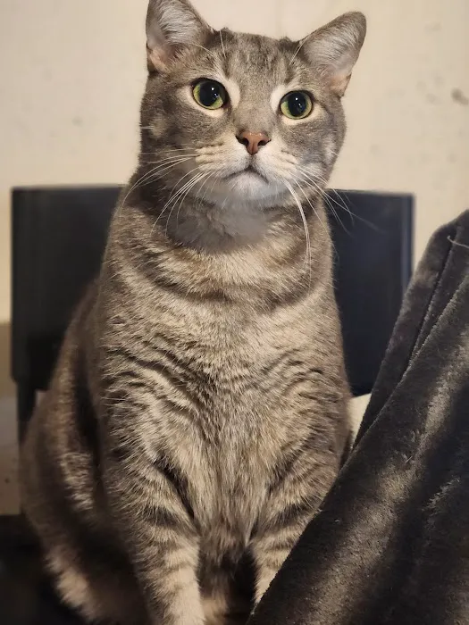 Family Pet Hospital Of Shawnee Picture 10