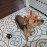 Banfield Pet Hospital ico