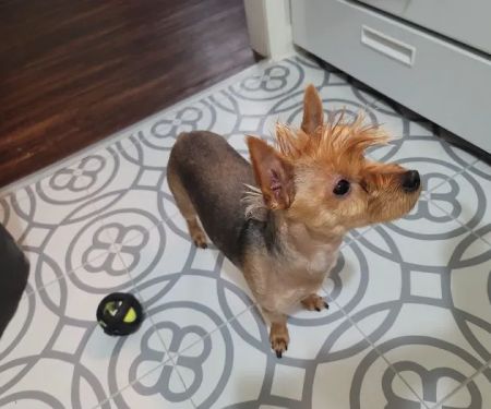 Banfield Pet Hospital