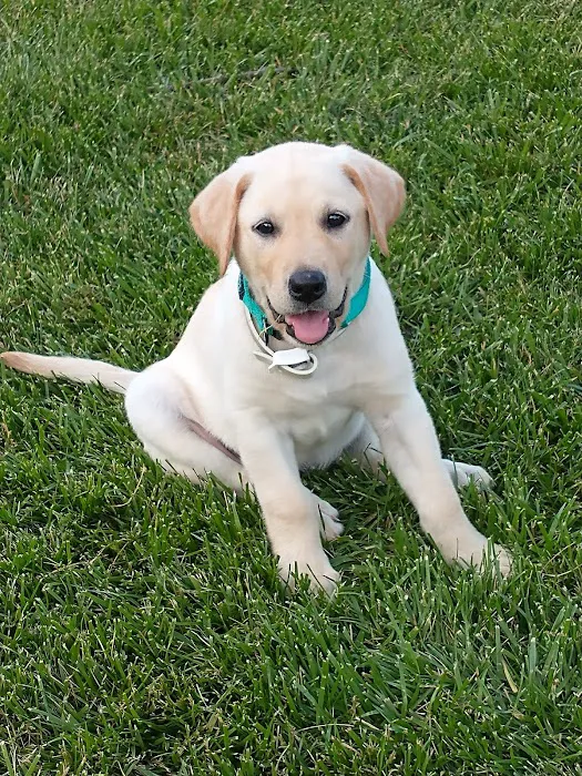 Banfield Pet Hospital Picture 5