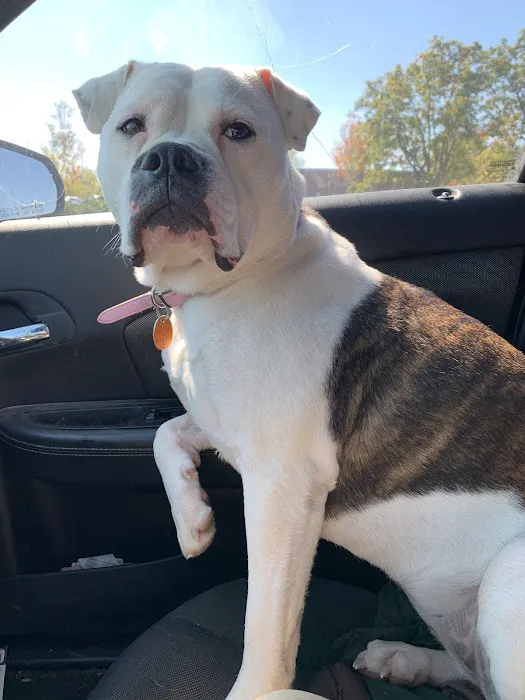 Banfield Pet Hospital Picture 6