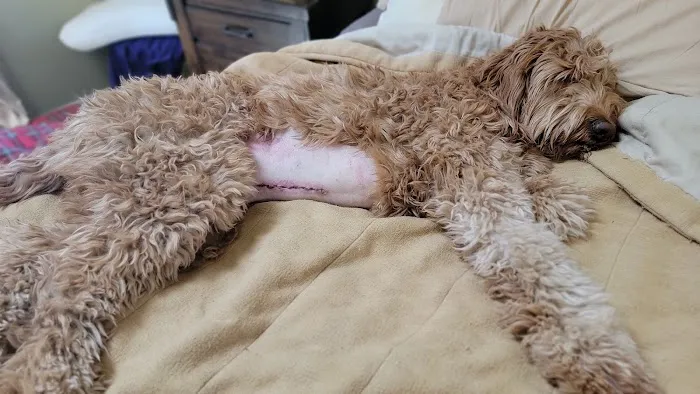 Banfield Pet Hospital Picture 4