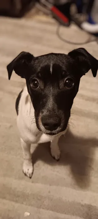 Pawsitive Pets Veterinary Care Picture 2