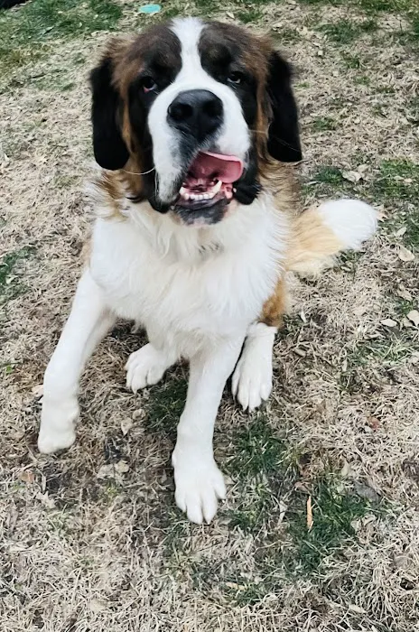 Gentle Care Animal Hospital Picture 1