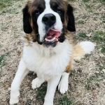 Gentle Care Animal Hospital