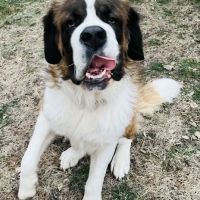 Gentle Care Animal Hospital ico