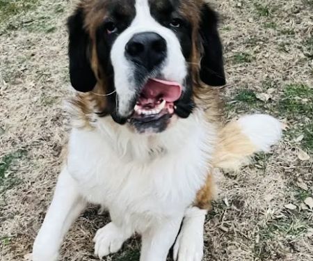 Gentle Care Animal Hospital