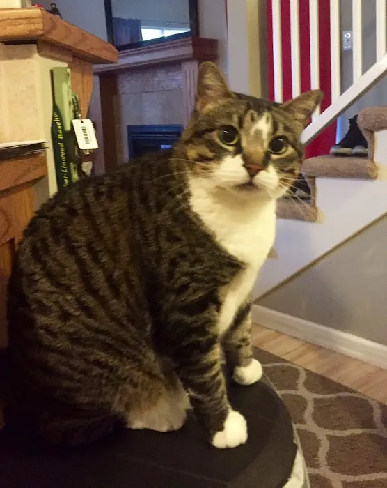 Gentle Care Animal Hospital Picture 2