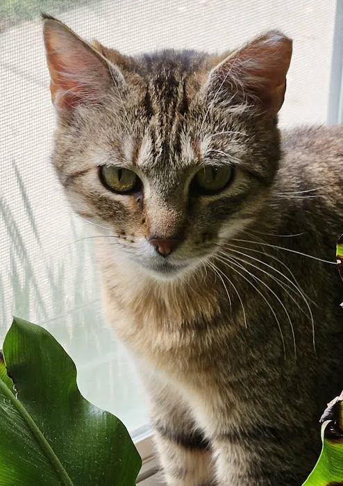 Gentle Care Animal Hospital Picture 7