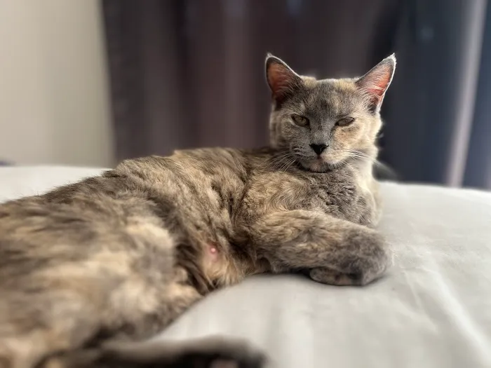 Gentle Care Animal Hospital Picture 5