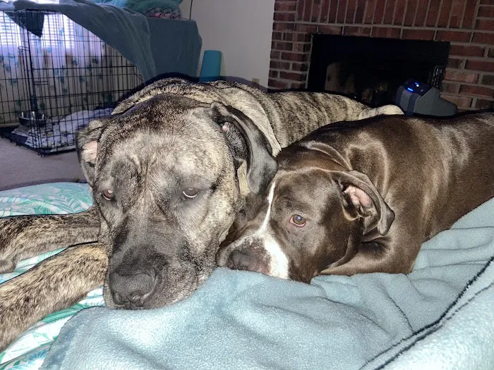 Gentle Care Animal Hospital Picture 6