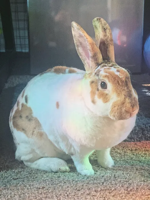 Gentle Care Animal Hospital Picture 10