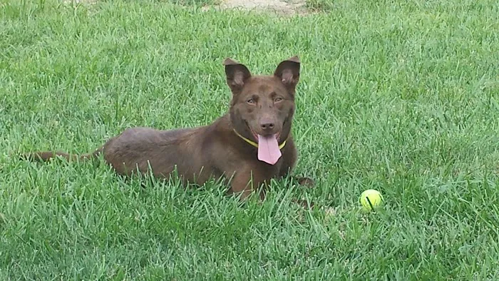 Lewis Veterinary Clinic Picture 1