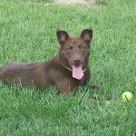 Lewis Veterinary Clinic