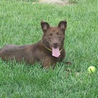 Lewis Veterinary Clinic ico