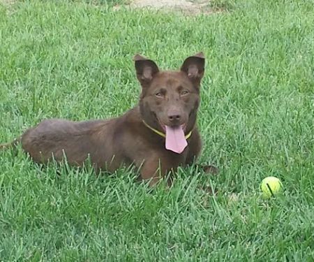 Lewis Veterinary Clinic