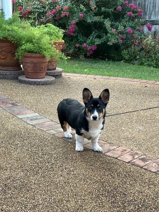 Lewis Veterinary Clinic Picture 3