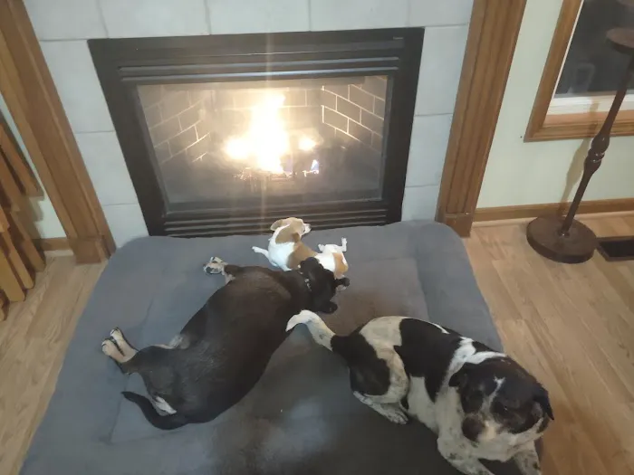 Lewis Veterinary Clinic Picture 4