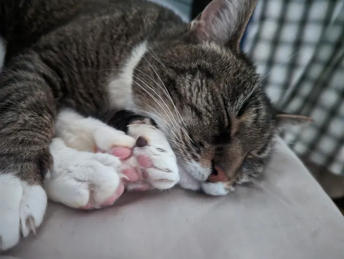 Lewis Veterinary Clinic Picture 6