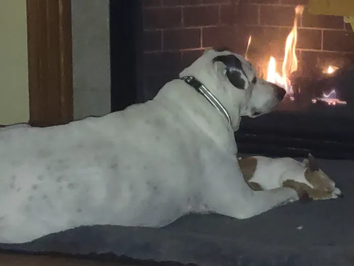 Lewis Veterinary Clinic Picture 5