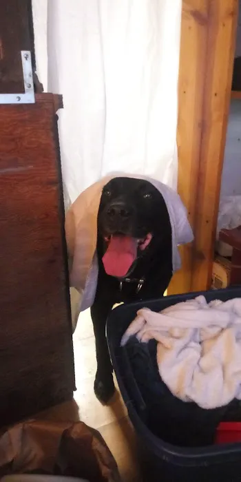 Lewis Veterinary Clinic Picture 7