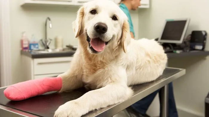 Lewis Veterinary Clinic Picture 10