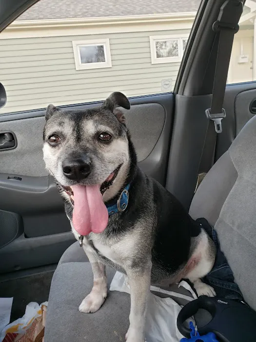 Animal Hospital of Lawrence Picture 3