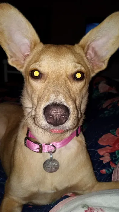 Animal Hospital of Lawrence Picture 4