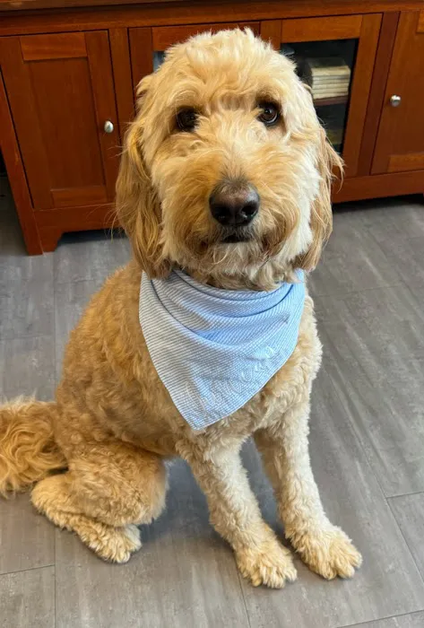 Animal Hospital of Lawrence Picture 1