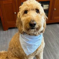 Animal Hospital of Lawrence ico