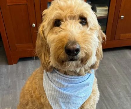 Animal Hospital of Lawrence