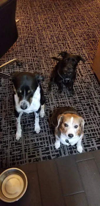 Animal Hospital of Lawrence Picture 2