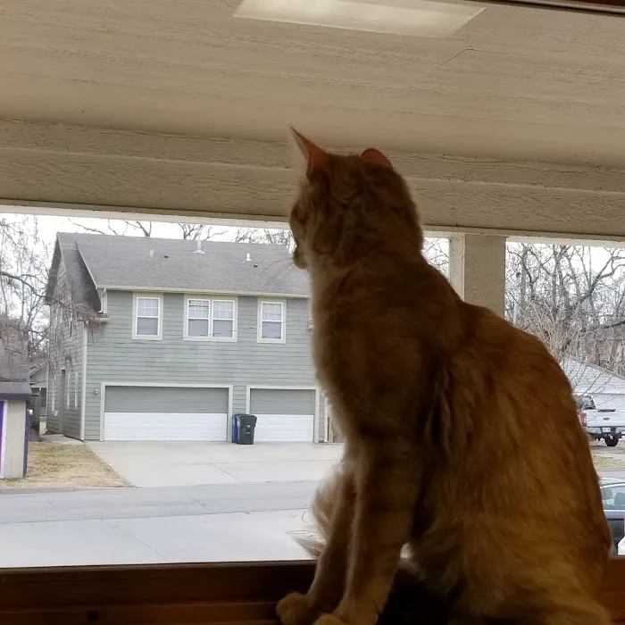 Animal Hospital of Lawrence Picture 6