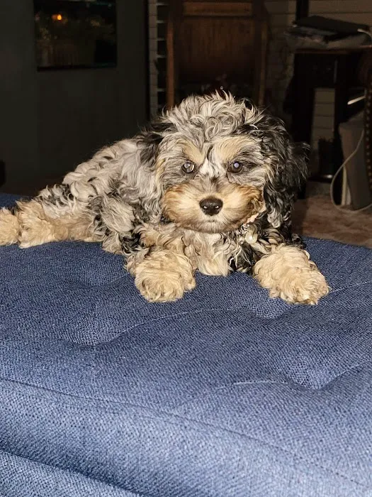 Animal Hospital of Lawrence Picture 5