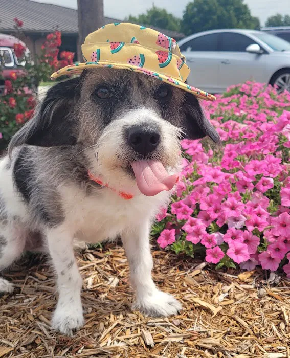 Wakarusa Veterinary Hospital Picture 4