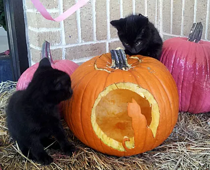 Wakarusa Veterinary Hospital Picture 7