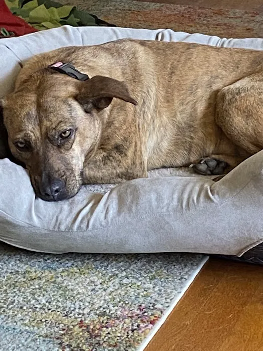 Eudora Animal Hospital Picture 3