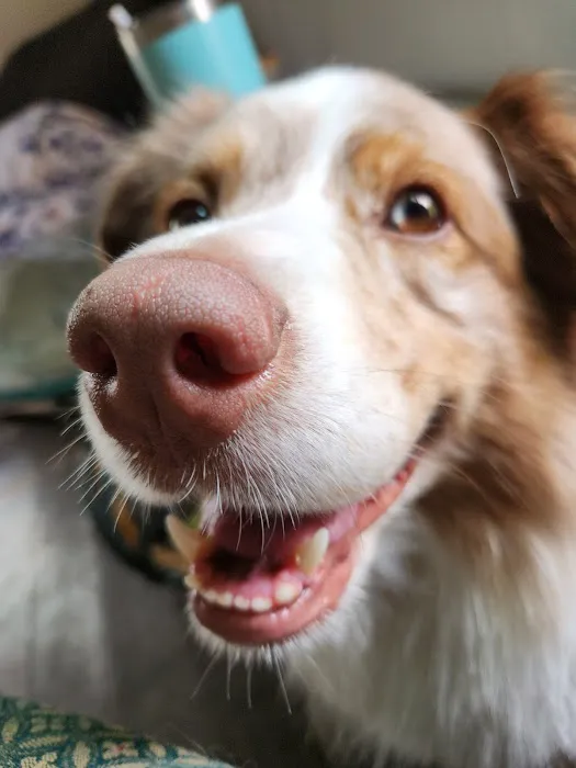 Eudora Animal Hospital Picture 1