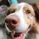 Eudora Animal Hospital