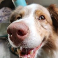 Eudora Animal Hospital ico