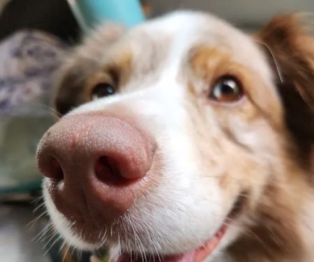 Eudora Animal Hospital