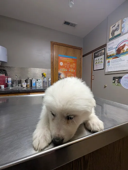 Eudora Animal Hospital Picture 6