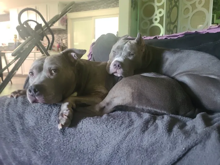 Eudora Animal Hospital Picture 4