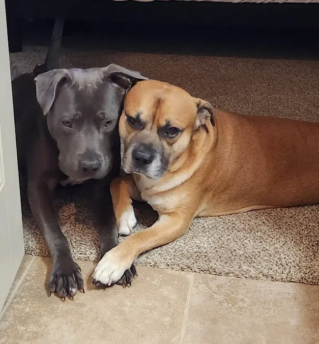 Eudora Animal Hospital Picture 5